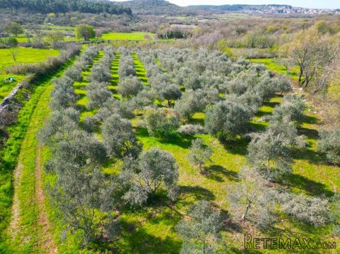 Istra,Rovinj-9km,maslinik u punom rodu-4000m2 - 3