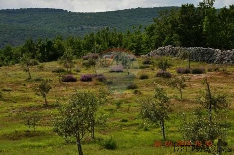 ISTRA, EKO OPG MASLINIK AGROTURIZAM 20 000 M2 - 2