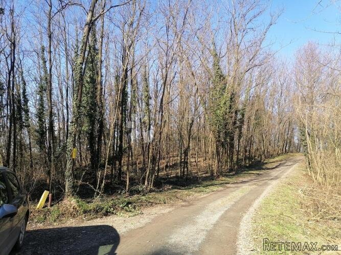 Šuma Paka u Gradišću - 2