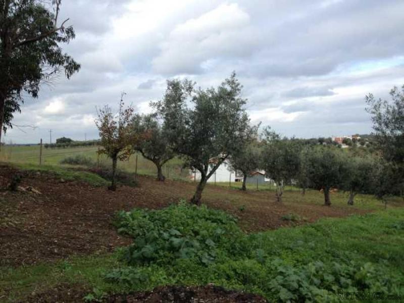 3 Bedrooms Farm For Sale - Portalegre - 2