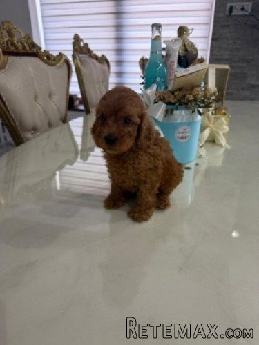 Goldendoodle prelepi štenci - 4