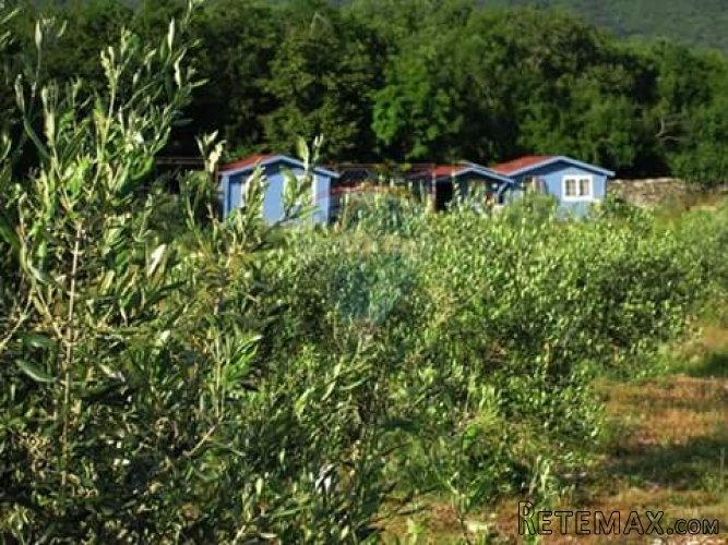 ISTRA, EKO OPG MASLINIK AGROTURIZAM 20 000 M2 - 4