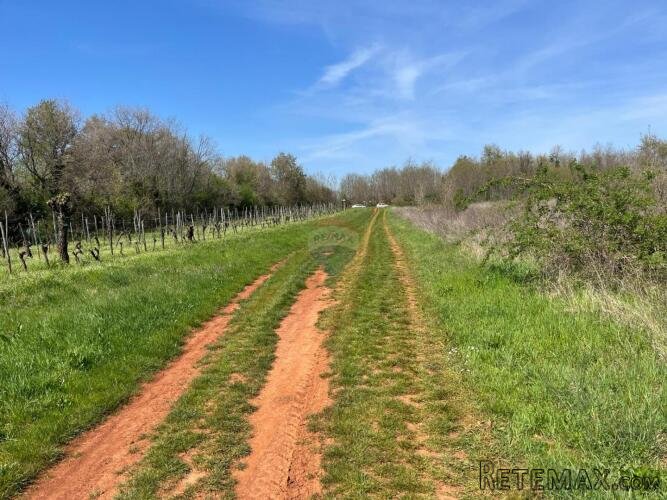Istra, Umag, Lovrečica - poljoprivredno zemljište 3795 m2 - 2