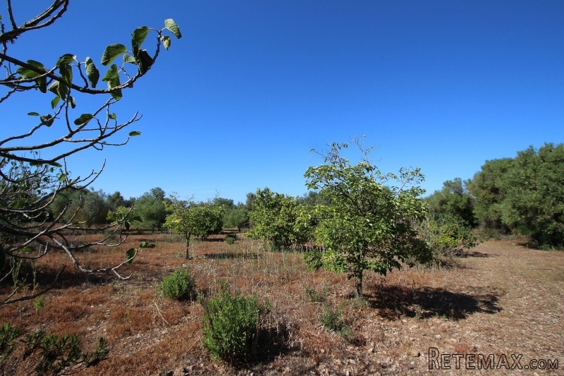 Finca under construction with project.. - 2