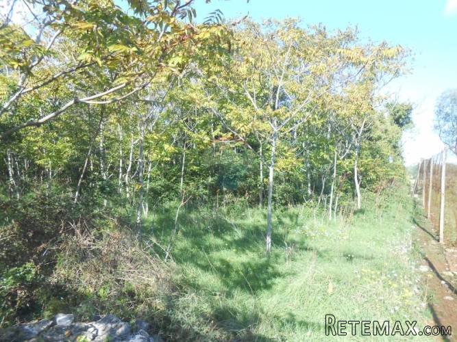 Istra, Medulin, poljoprivredna parcela u blizini grada od... - 3
