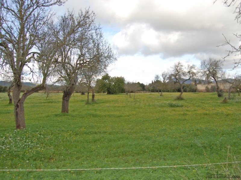 Plot In Llucmajor