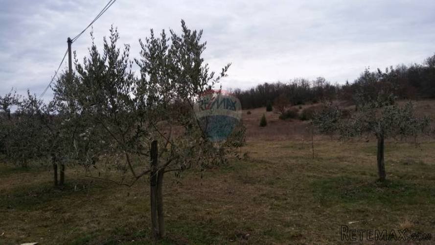 Karojba, poljoprivredno zemljište s maslinikom - 3