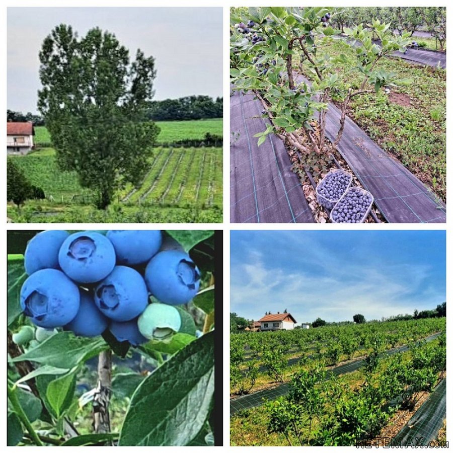 Kuca sa plantazom u blizini Smederevske Palanke - 6