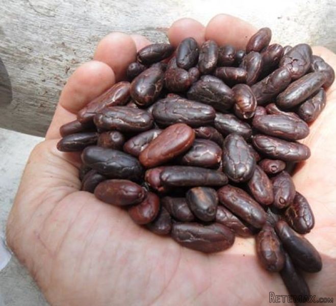 Sabaneta Organic Farm - 2