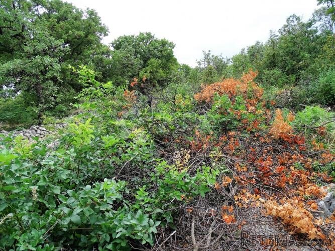Šmrika - teren za obiteljsku kuću s pogledom na more - 6