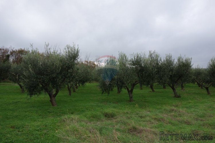 Istra, Medulin, maslinik sa 30-ogodišnjim maslinama - 5