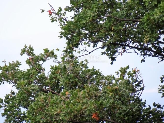 Šmrika - teren za obiteljsku kuću s pogledom na more - 9