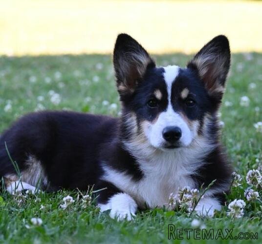Velski korgi/Welsh Corgi Pembroke štenci - 2