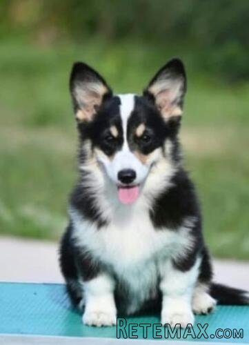 Velski korgi/Welsh Corgi Pembroke štenci - 3