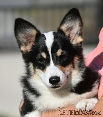 Velski korgi/Welsh Corgi Pembroke štenci - 4