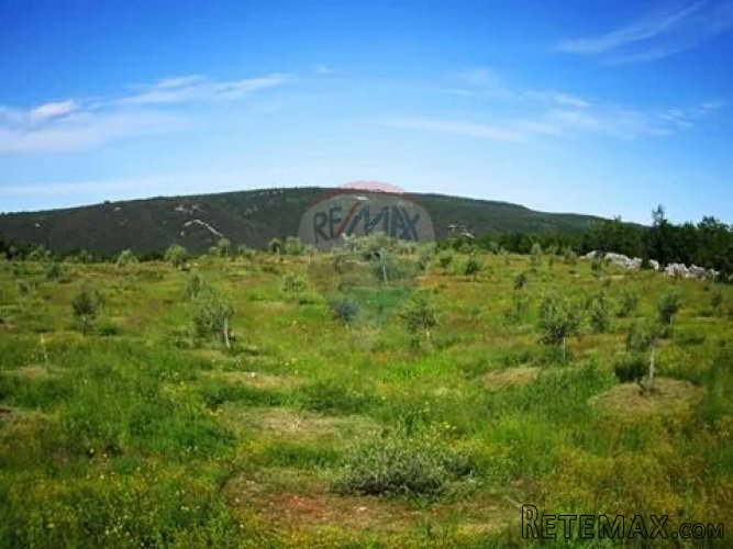 ISTRA, EKO OPG MASLINIK AGROTURIZAM 20 000 M2