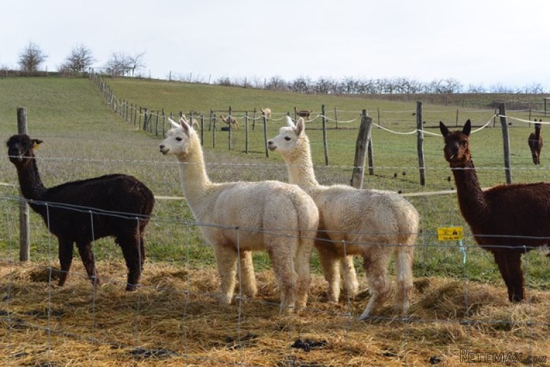 A Desirable Farm Property With A.. - 2