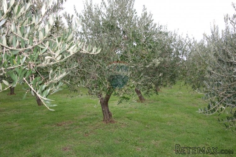 Istra, Medulin, maslinik sa 30-ogodišnjim maslinama