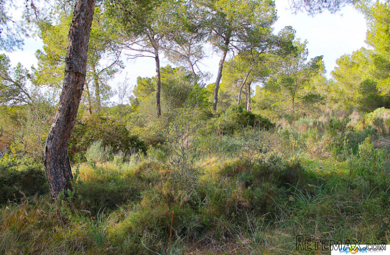 Building Land Without License In Cala.. - 2
