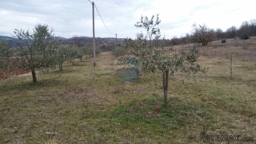 Karojba, poljoprivredno zemljište s maslinikom - 2