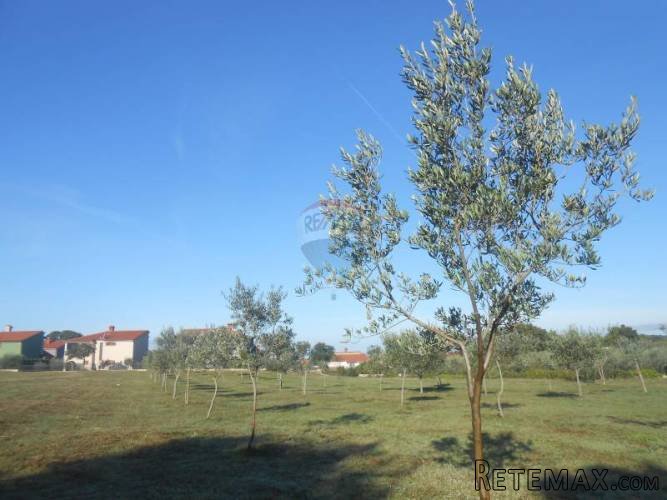 Istra, Vodnja, Galižana, velika parcela (5520 m2) na rubu... - 3
