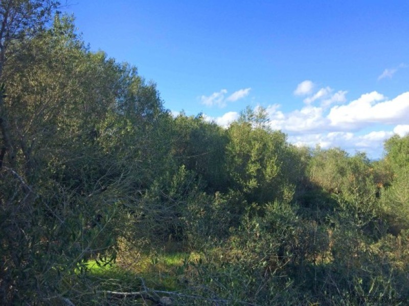 Attractive Plot In Bellavista - 2