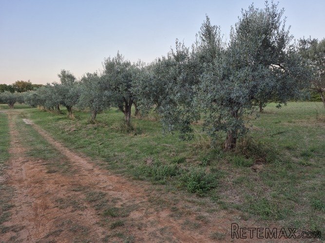 Maslinik Mali Vareški - 4000 m od mora Duga Uvala