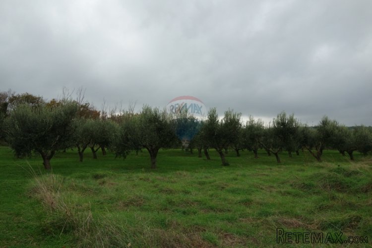 Istra, Medulin, maslinik sa 30-ogodišnjim maslinama - 4