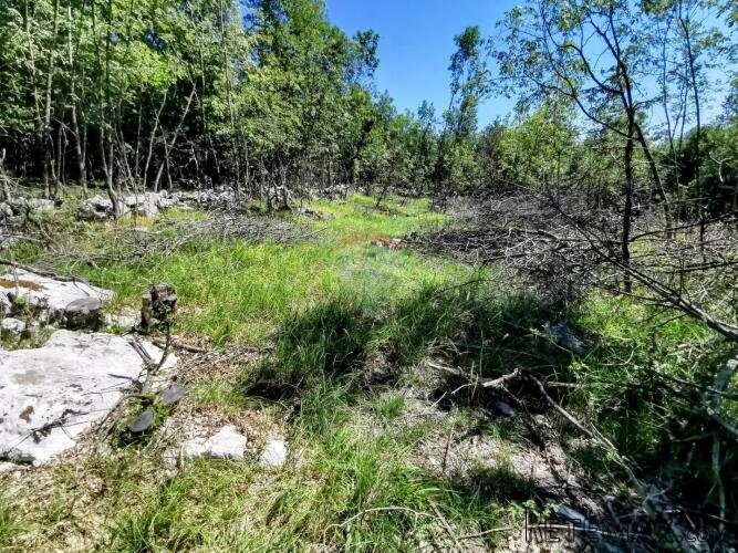 LIpa, poljoprivredno-šumsko zemljište površine 3298m2 - 6