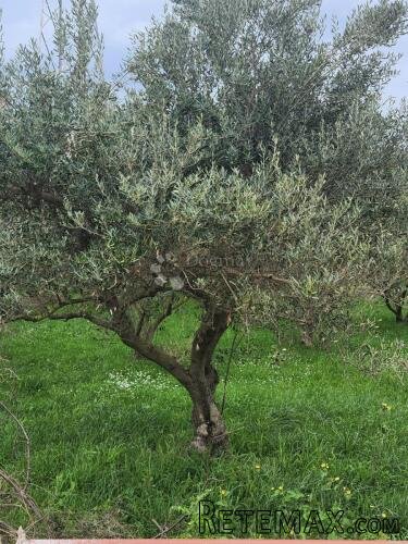 Gospodarsko proizvodna zona 5291m2 na Kili,Split - 3