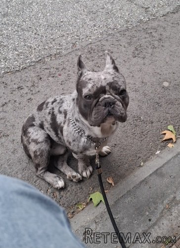Exoticni Merle francuski buldog za parenje-kućni pas