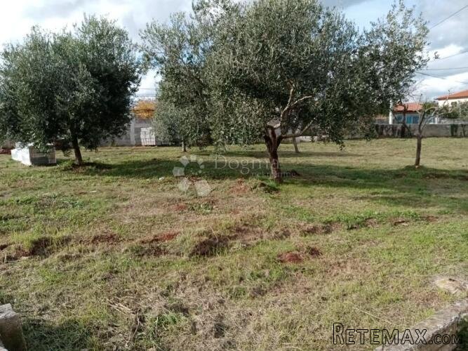 Prostrano građevinsko zemljište s maslinama - 3