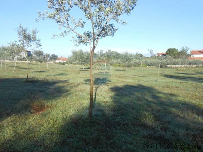 Istra, Vodnja, Galižana, velika parcela (5520 m2) na rubu... - 4