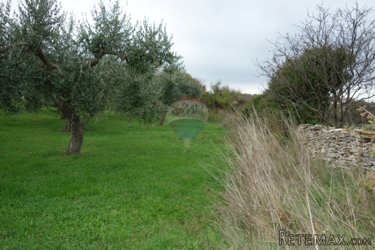 Istra, Medulin, maslinik sa 30-ogodišnjim maslinama - 3