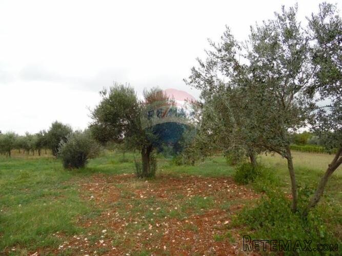 Istra, Fažana, građevinsko zemljište 250m od mora - 2