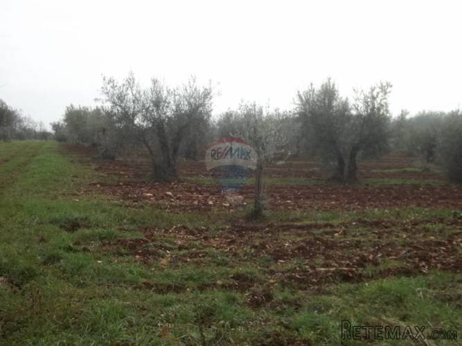 Maslinik i vinograd pored Novigrada - 3