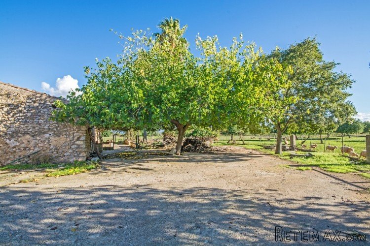 Large estate with approx. 80.000m2 of flat land with an old.. - 3