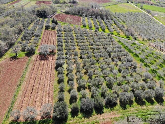 Prostrano zemljište s 340 maslina u okolici Poreča - 3
