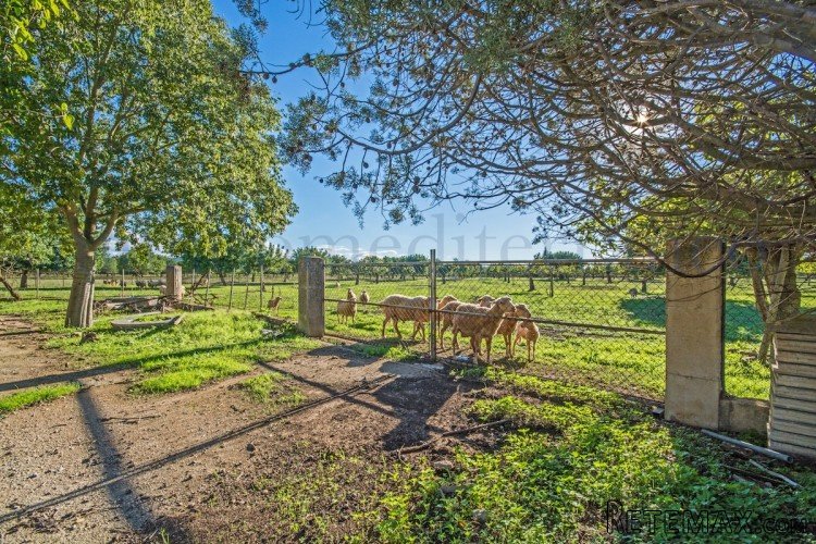 Large estate with approx. 80.000m2 of flat land with an old.. - 4
