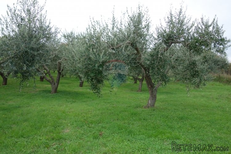 Istra, Medulin, maslinik sa 30-ogodišnjim maslinama - 2