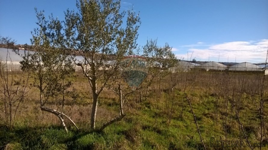 Maslinik u okolici Poreča