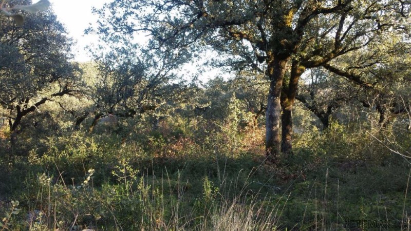 Rustic land with large Trailer and Bore..