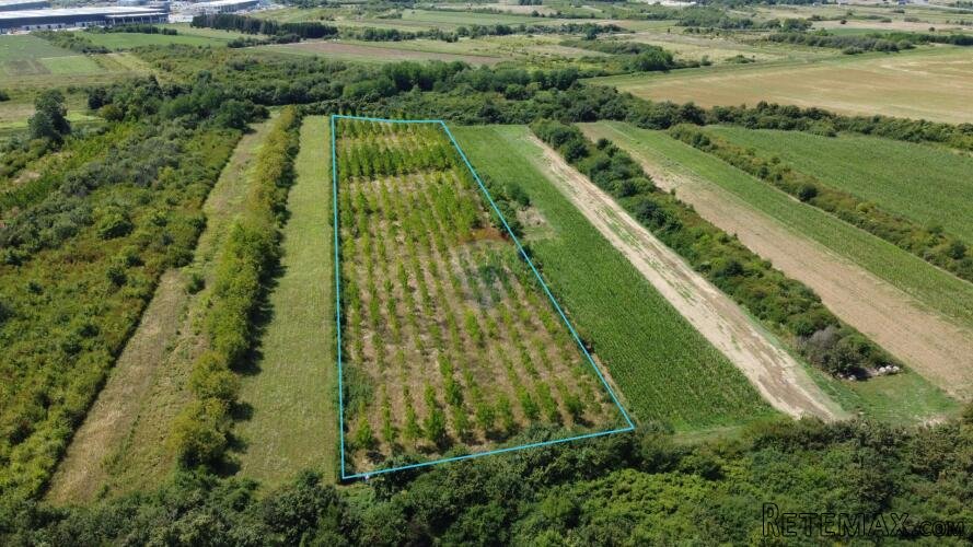 Velika Gorica, Vukovina, zemljište 13.944 m2, plantaža crnog - 2
