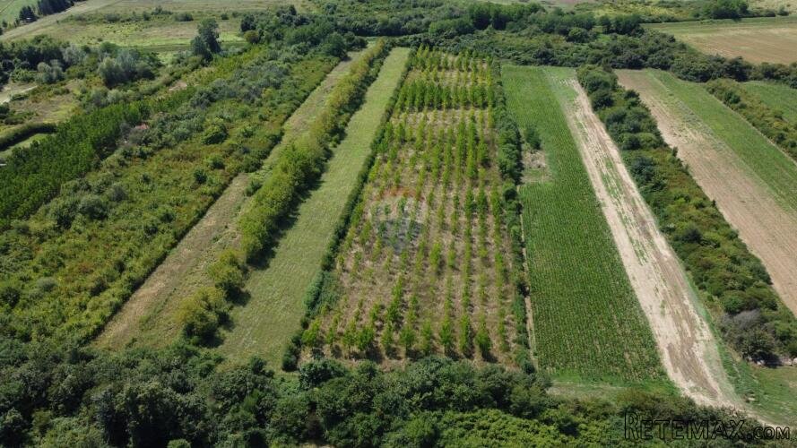 Velika Gorica, Vukovina, zemljište 13.944 m2, plantaža crnog - 3