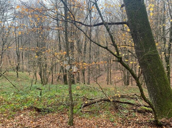 4ha grabove šume u komadu