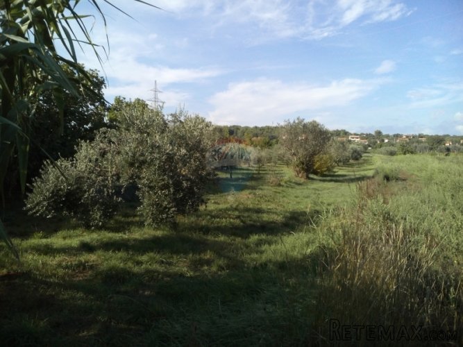 Istra, Pula maslinik na prodaju - 2