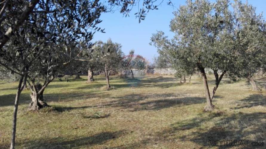 PEROJ, STARI MASLINIK SA 50 MASLINA - 5
