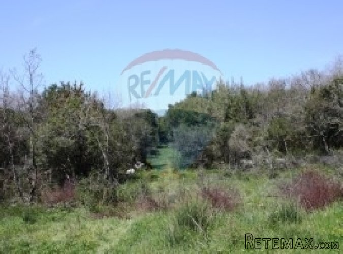 ISTRA, ROVINJ, šuma s ucrtanom ruševinom - 2