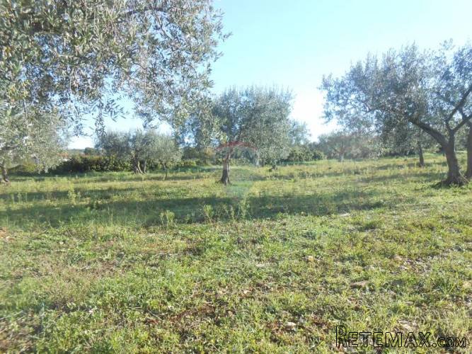 Istra, Vodnjan, Galižana, velika parcela na rubu... - 2