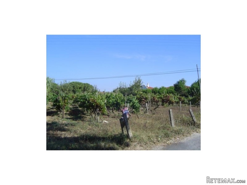 Land, Leiria › Maceira - 2